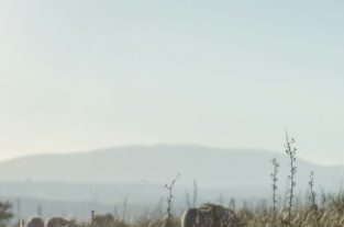 The wolf
